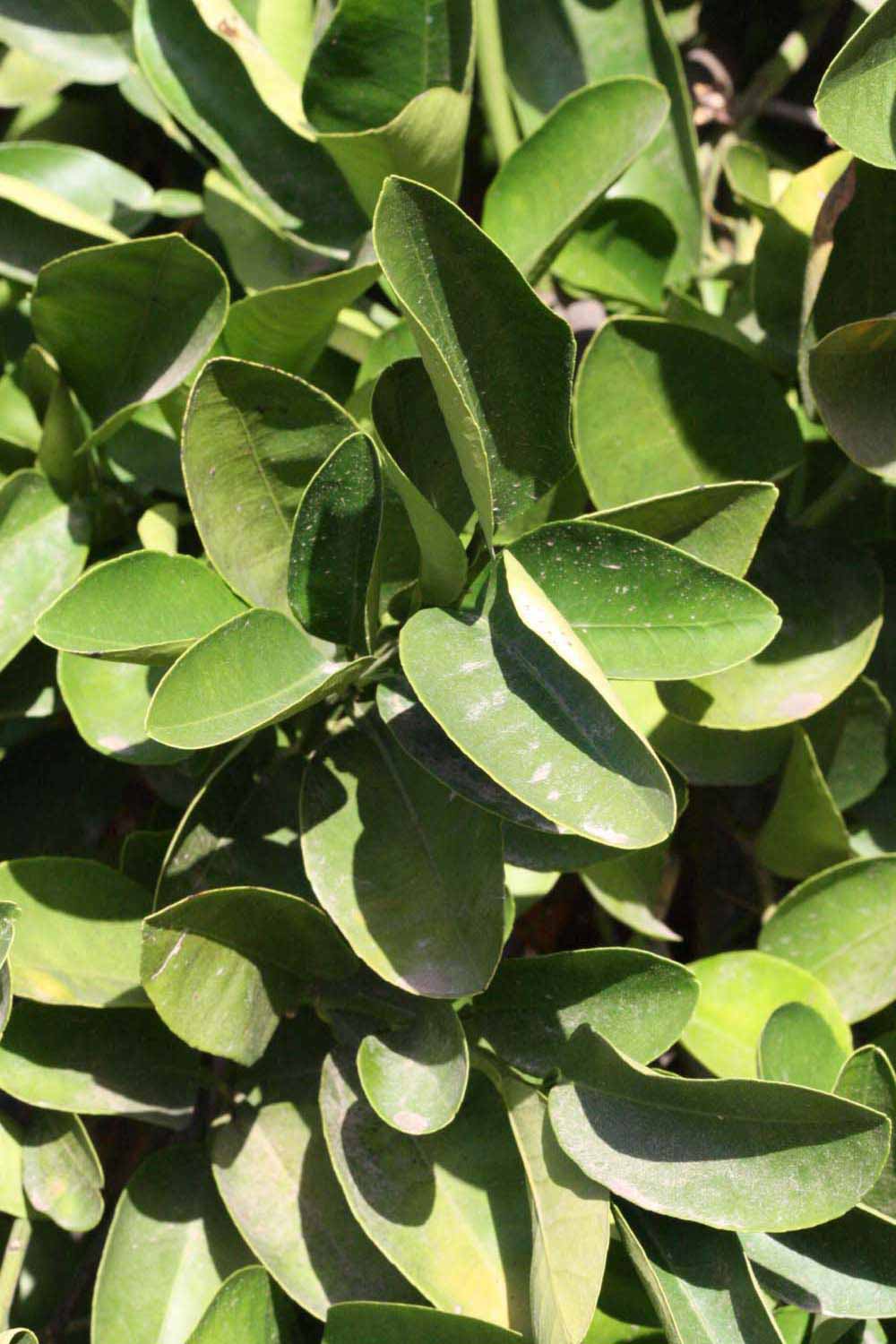              Sun leaves (Riverside, CA)       